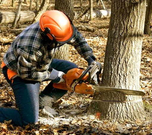 Tree Removal in Hardy, KY